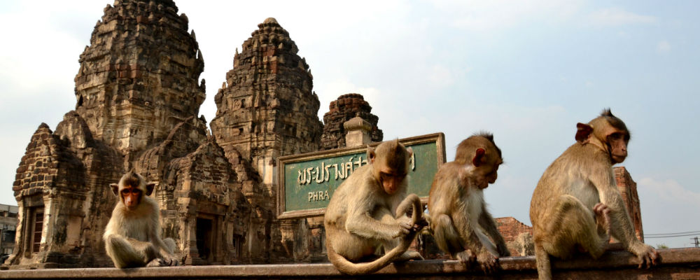 How to visit the Thailand Monkey Temple