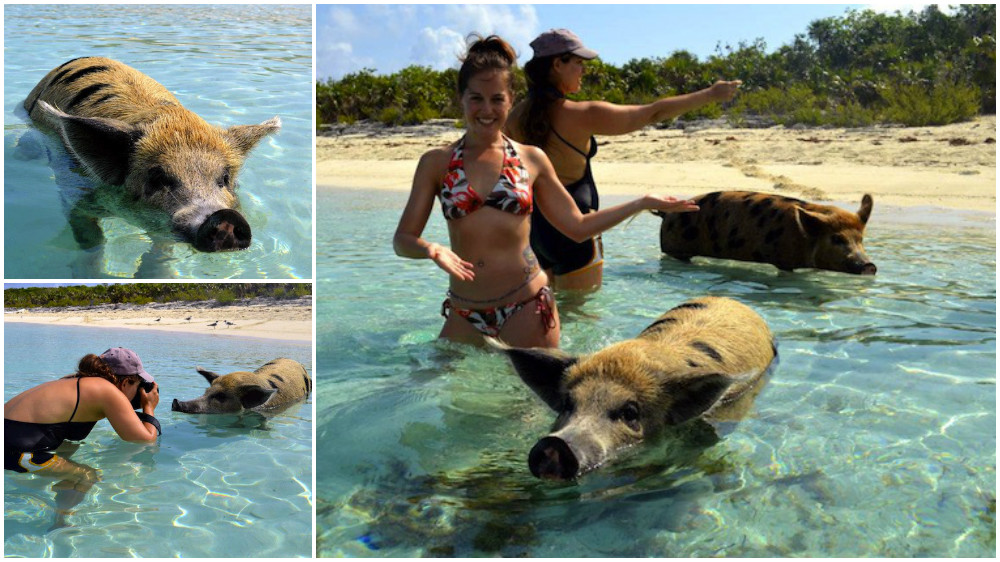 Visiting the swimming pigs in the Bahamas