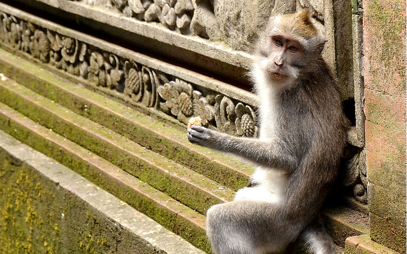 Monkey in Ubud stealing food