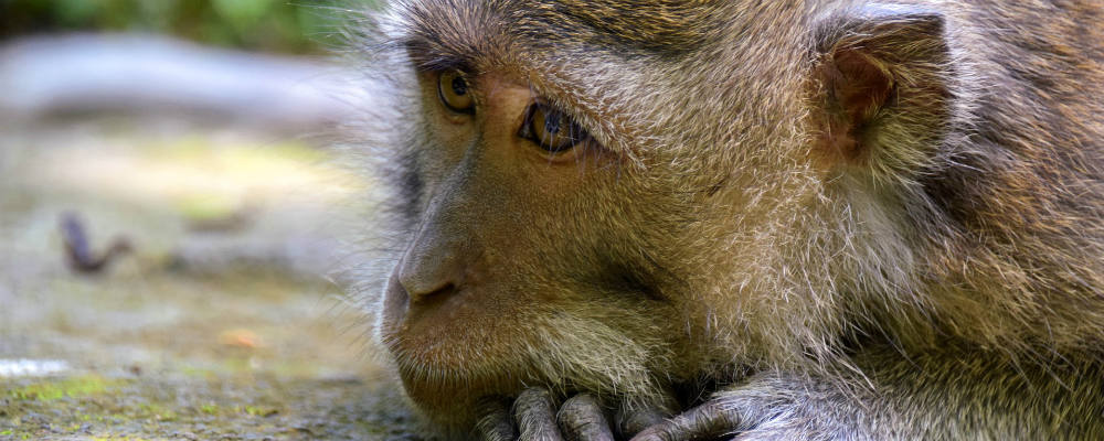 Visiting the Ubud Monkey Forest: What you need to know
