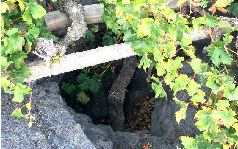 Vine roots reaching through the volcanic soil in a Lanzarote vineyard