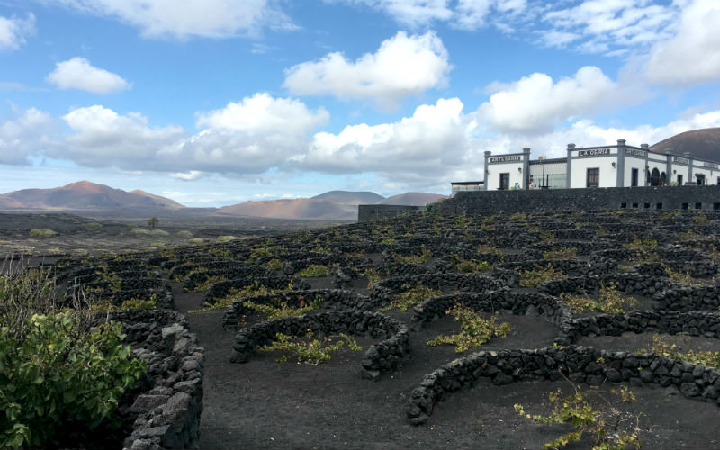 La Geria Vineyard Lanzarote