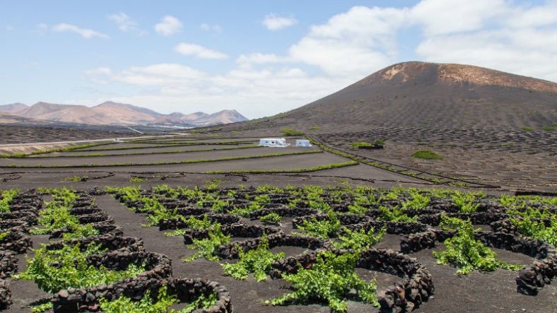 Lanzarote Wineries: 10 Incredible Volcanic Vineyards 🍷