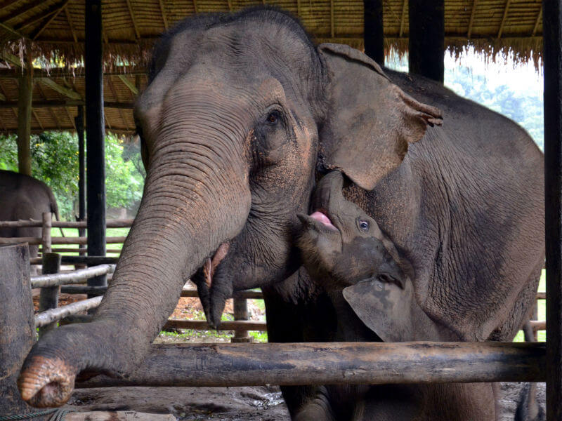 Mae Sa Elephant camp in Chiang Mai