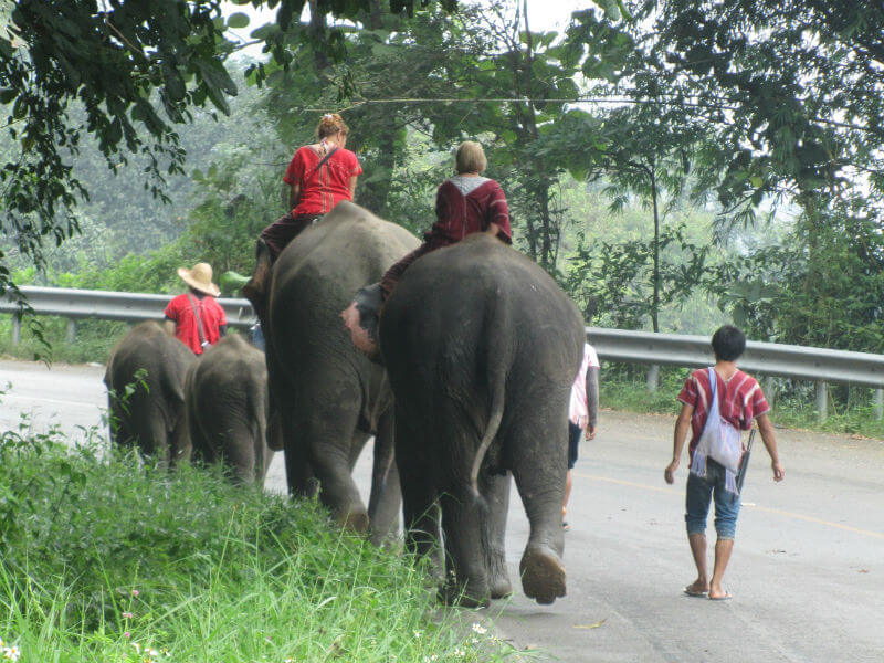 Elephant in Chaing Mai