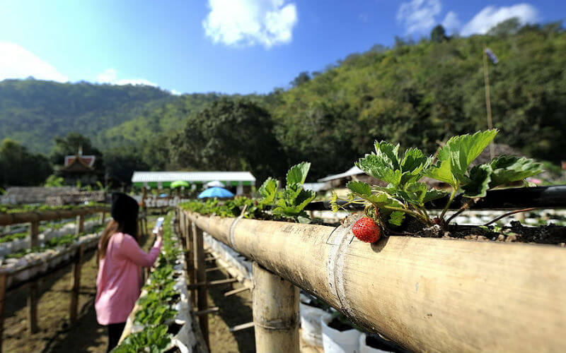 Picking strawberries in Chiang Mai