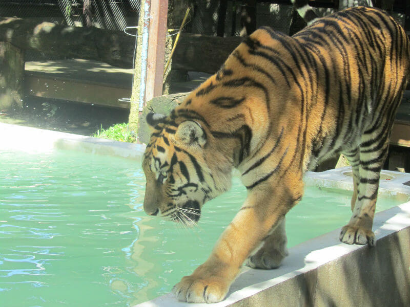 Tiger Kingdom tigers in captivity
