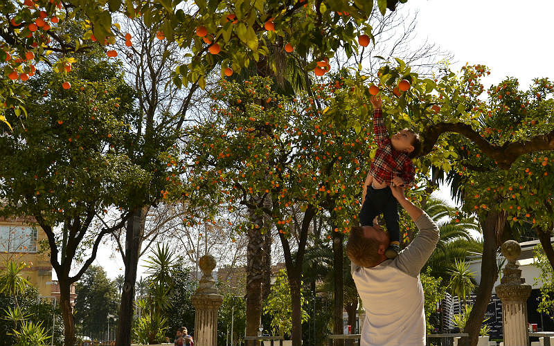 Orange trees in Seville