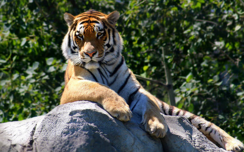 Visiting the Pench Tiger Reserve in India