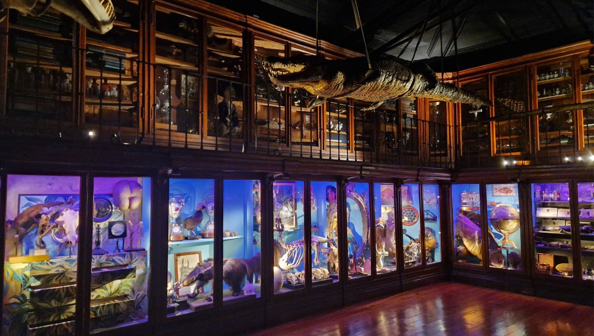 Many unique displays Inside the Cabinet of Curiosities, part of the University of Coimbra, including a crocodile hanging from the celing.