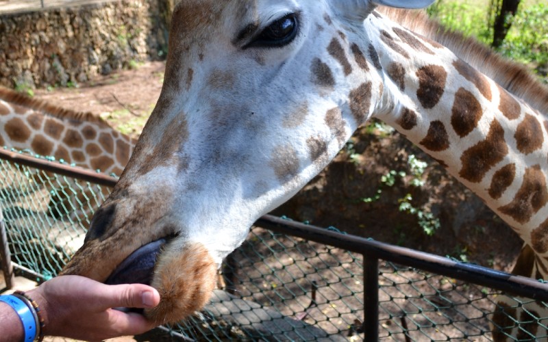 hand feeding giraffes in Haller Park