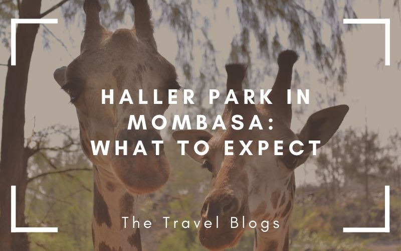 Haller park in Mombasa is a great spot so see some rescued African wildlife and feed giraffes