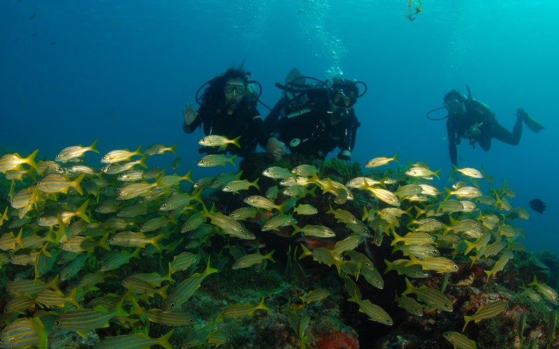 Loads of yellow fishes while Scuba diving in Jamaica