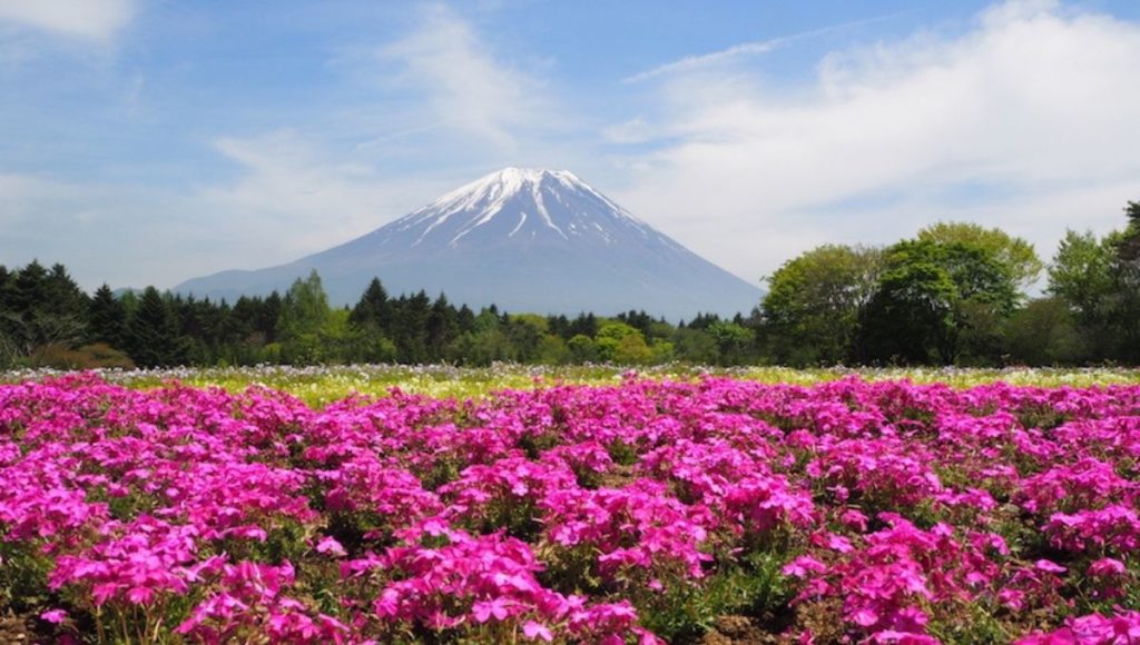 Mt Fuji in a background of the Shibazkura Festival