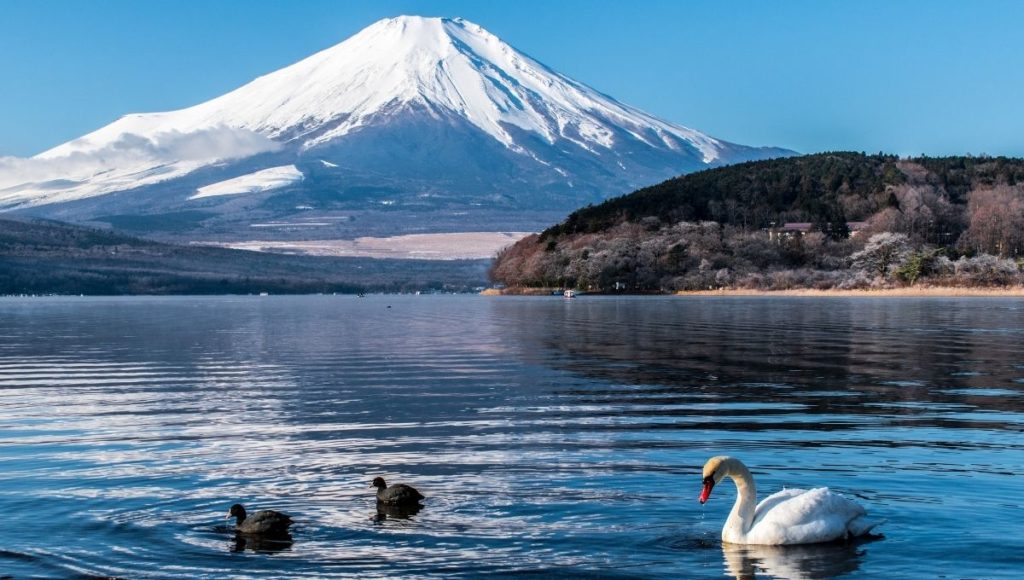 A view of Mt Fuji from the lake