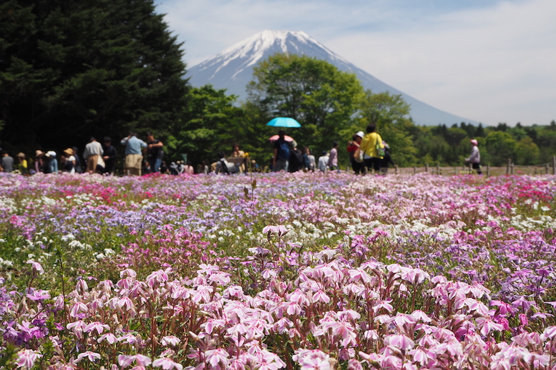 A close up of some light pink flowers in Kawaguchiko , The Fuji Five Lakes area