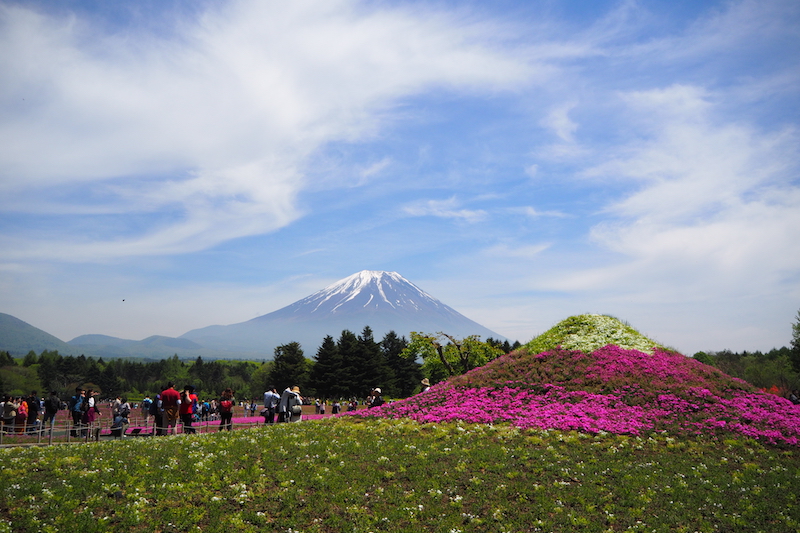 A mini Mount Fuji in front of the real thing at The Fuji Shibazakura Festival