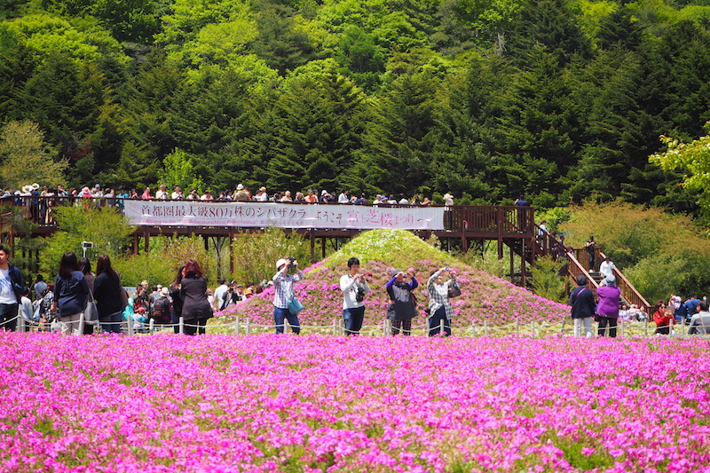 Tourists taking photos of the hundreds and thousands of shibazakura flowers