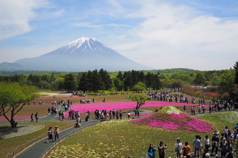 An aerial view of the Fuji Shibazakura observation deck 