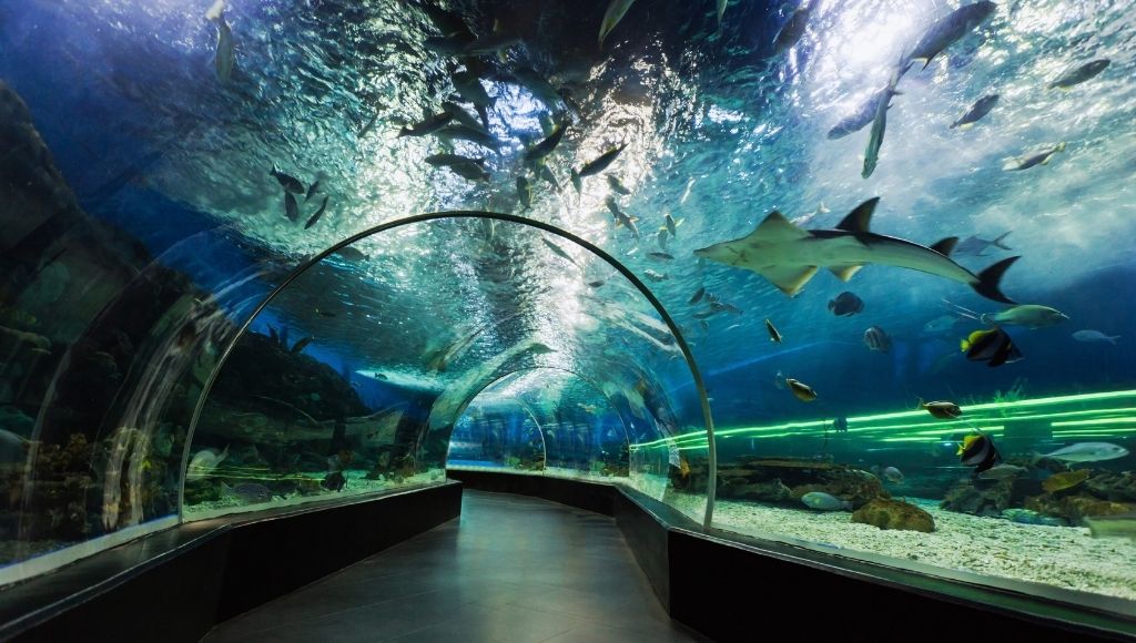 Dubai aquarium and underwater zoo