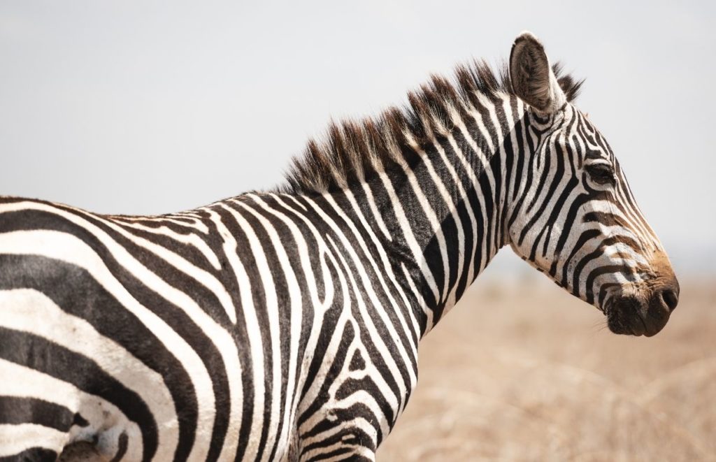 A zebra in Nairobi National Park