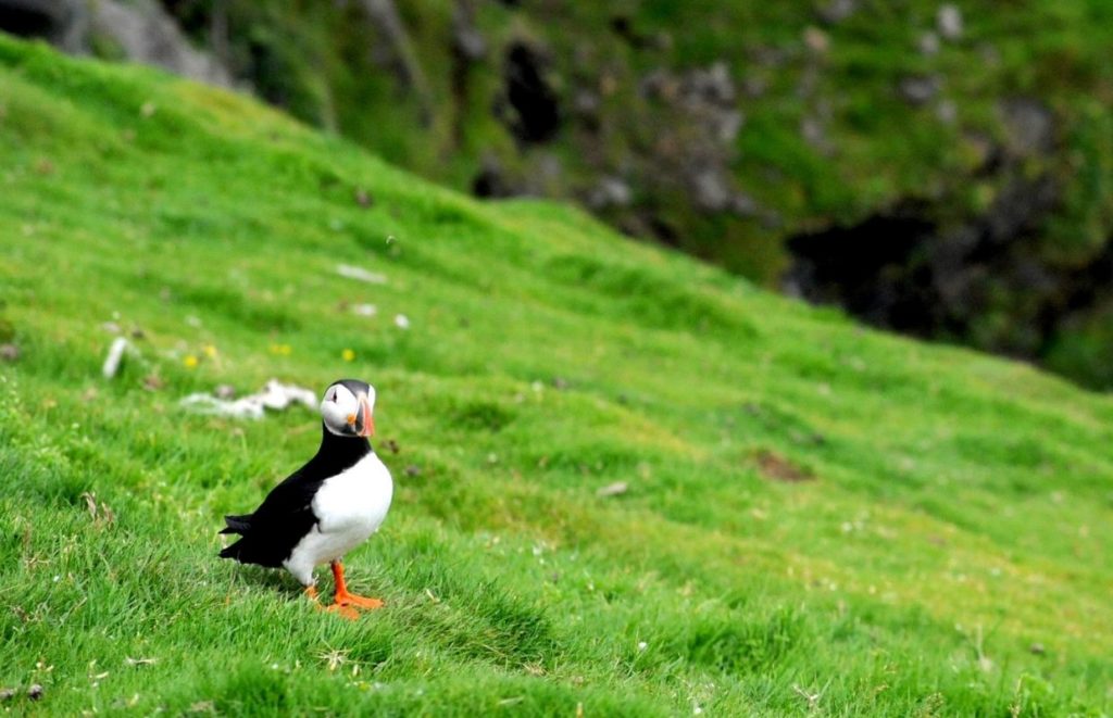 A puffin stood on green grass at Hermaness National Park