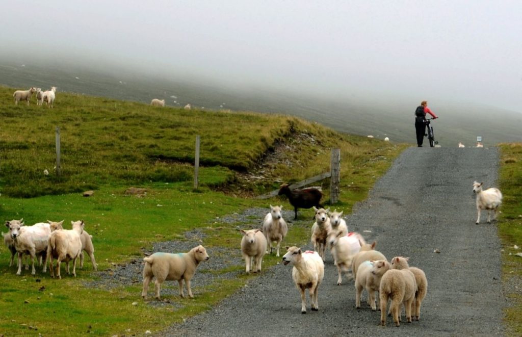 A lady pushing a bike through a crowd of sheep on a rainy day in Unst, shetland