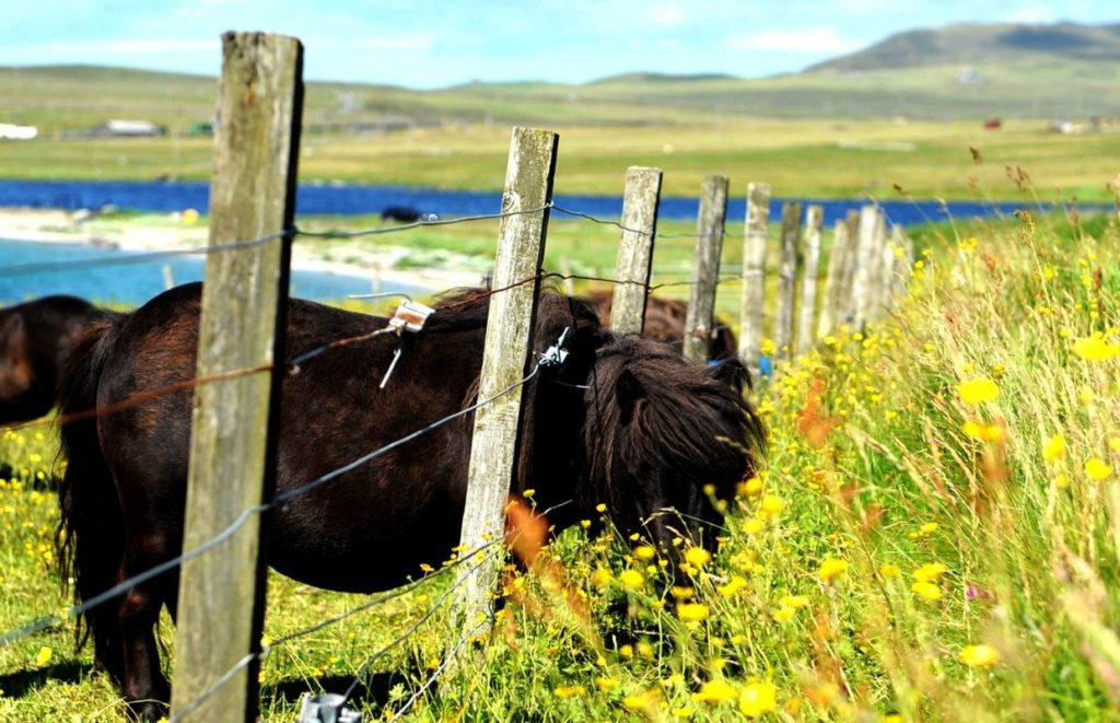 A Shetland Pony eating fresh grass in Spring