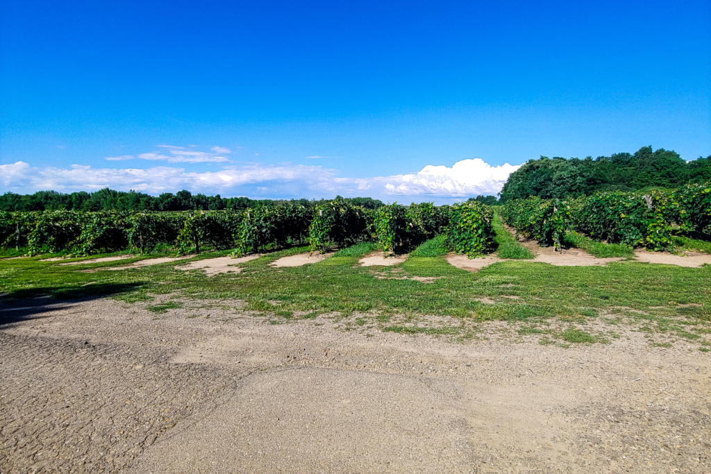 Vineyard at Merritt Estate Winery