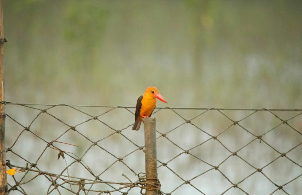 A photo of a Brown-winged kingfisher on a fence in Sundarbans, West Bengal
