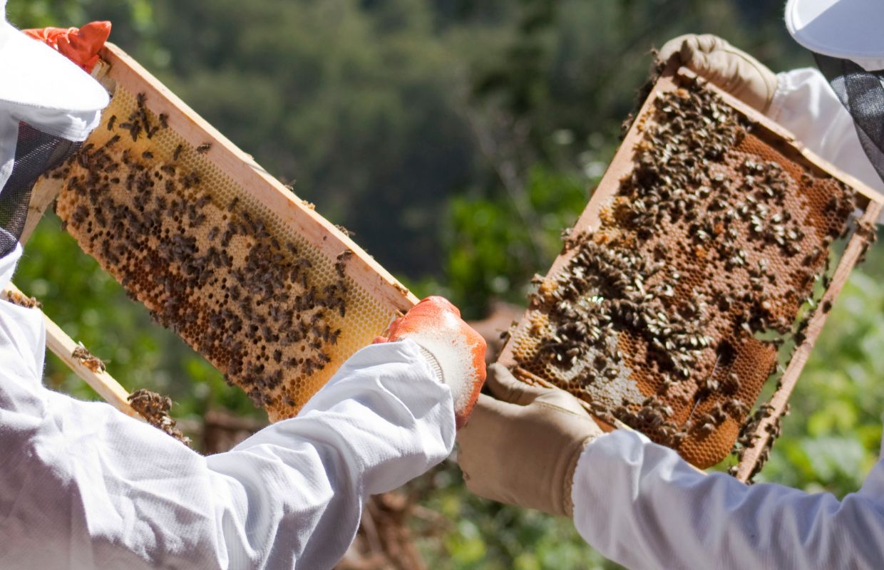Two beekeepers opening a honey bee hive