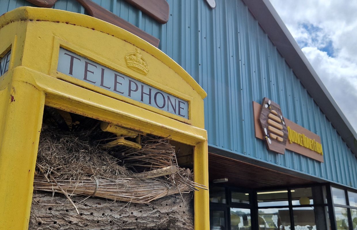 An old, yellow telephone box turned into a bug hotel at the entrance to Quince Honey Farm