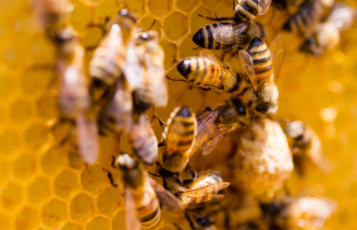 A group of bees making honey