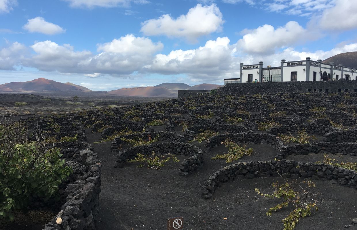 The volcanic vineyards of Lanzarote and La Geria Winery