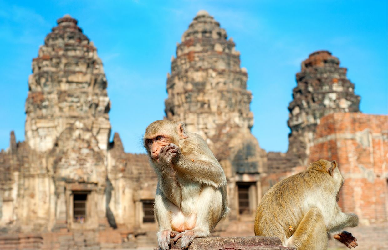 Monkeys in the Lopburi Money temple