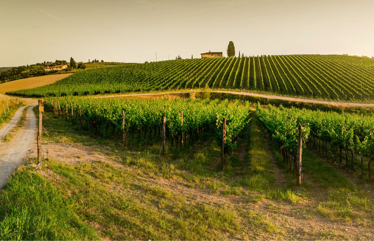 One of the many vineyards in Tuscany, a consideration when comparing Florence vs Rome