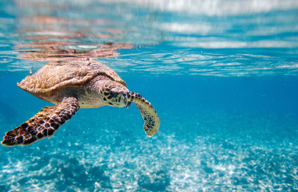 A sea turtle in blue water