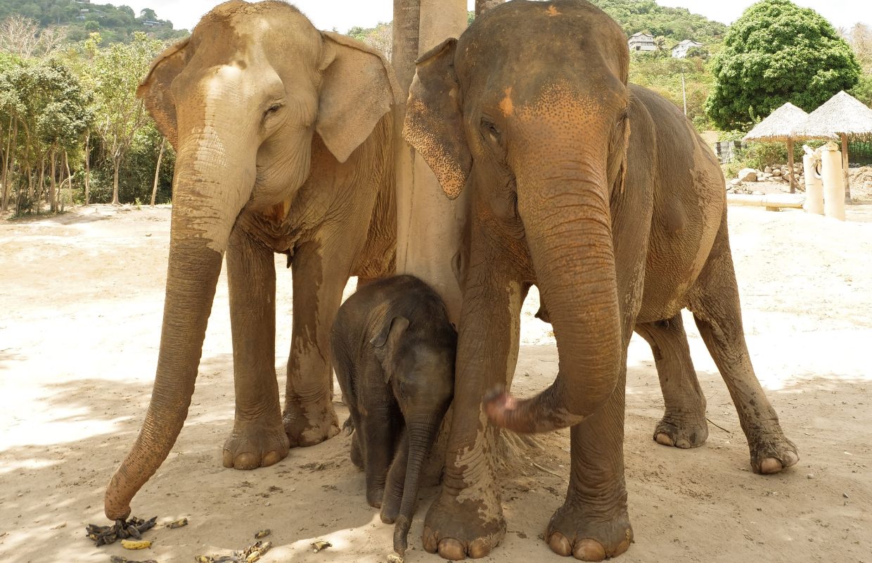 phuket elephant santuary