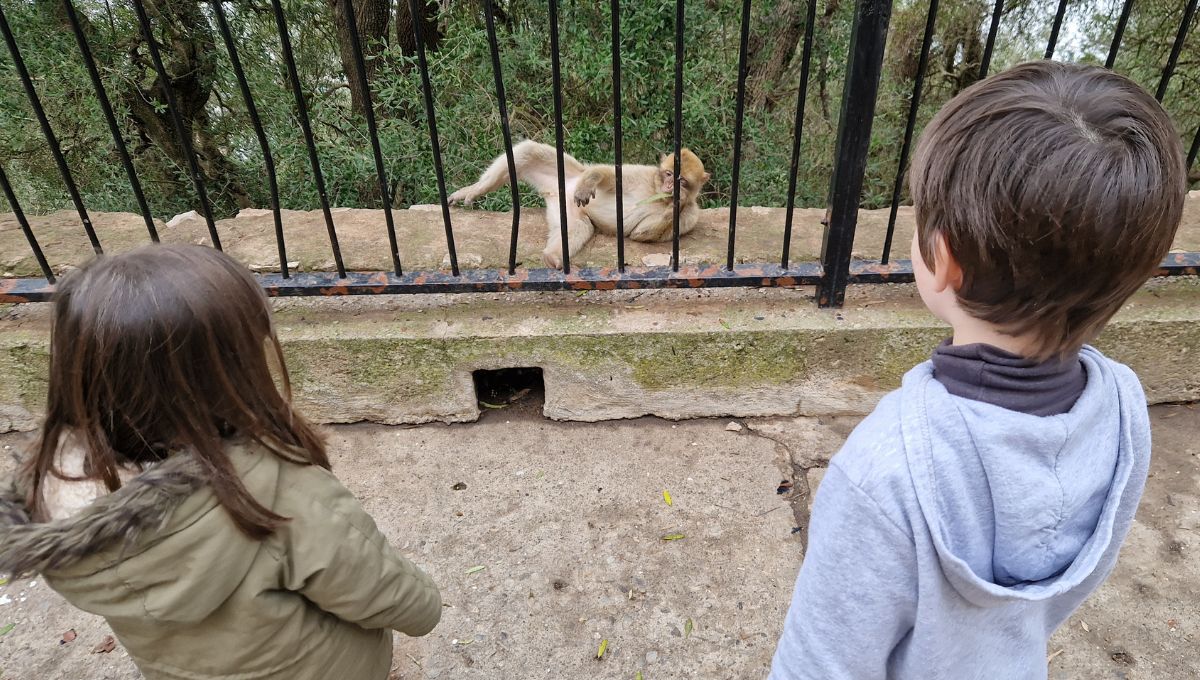 A toddler and big brother looking at a monkey in Gibraltar
