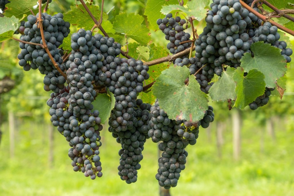 grapes in madrid: spanish wine regions