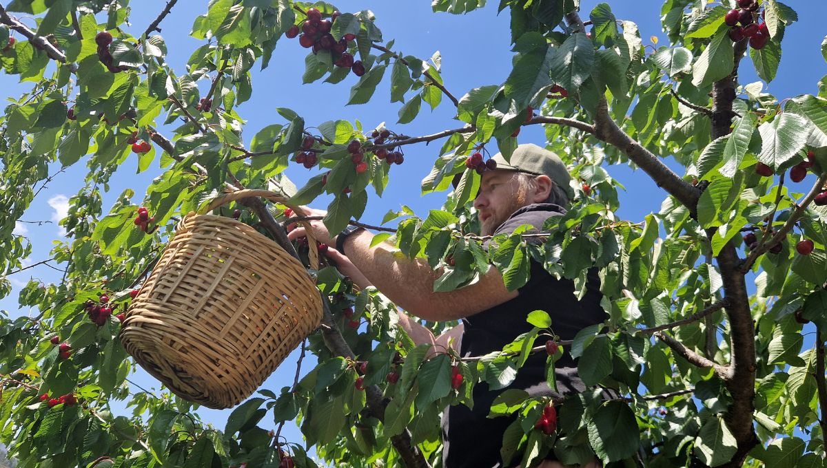 Matt picking cherries from a cherry tree in Monsagro