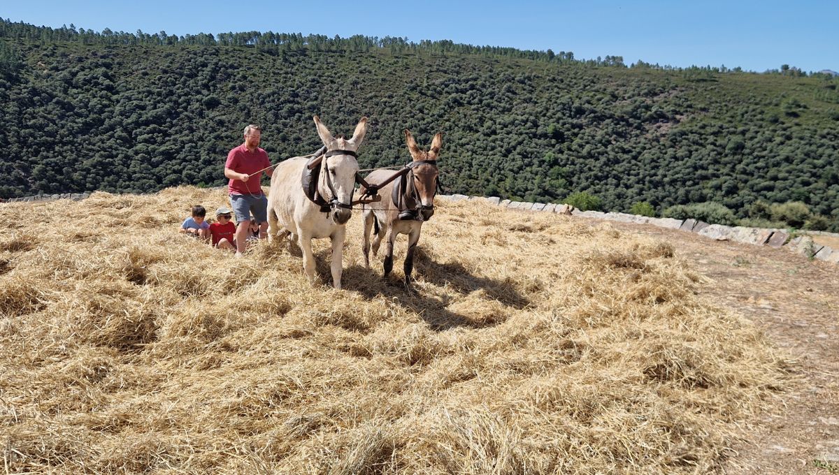 Matt driving a donkey during the annual thrashing festival